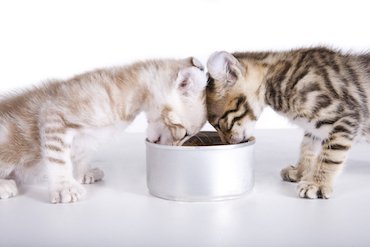 pet food canning - kittens eating from a bowl
