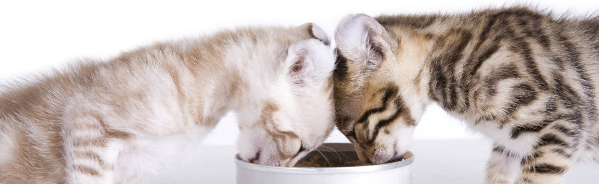 Pet food canning - two kittens eating cat food